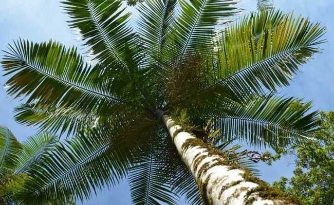 Fundação Florestal duplica el valor pagado por semillas de juçara