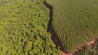 Setor de florestas plantadas fatura R$ 240 bilhões e bate recordes