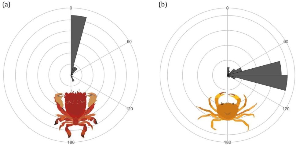 (a) Movimento para a frente . (b) Movimento lateral. O eixo 0°-180° representa o eixo do corpo do caranguejo antes do movimento, com barras indicando a frequência da direção do movimento.• Divulgação
