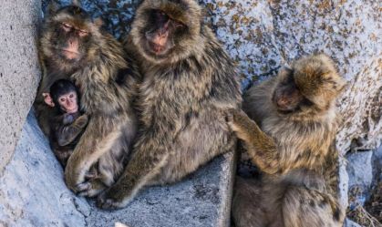 Macacos de Gibraltar