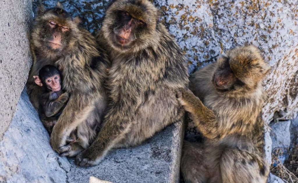 Macacos de Gibraltar encontram maneira de “evitar dores de barriga”