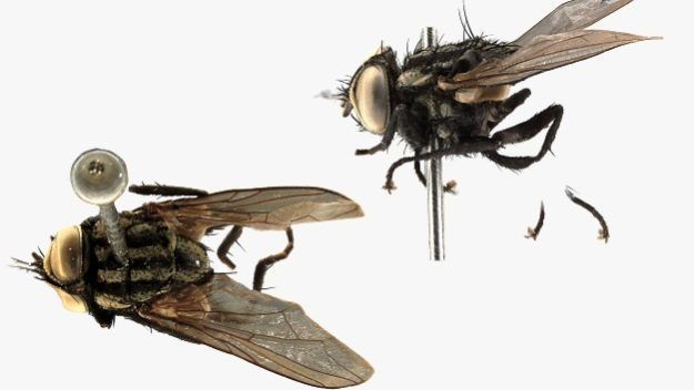 Fungo que transforma formigas em “zumbis” é detectado em musgos