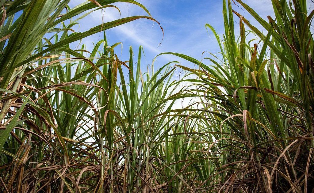 Setor sucroenergético atualiza modelo de precificação da cana-de-açúcar