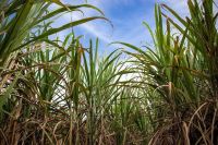 Setor sucroenergético atualiza modelo de precificação da cana-de-açúcar