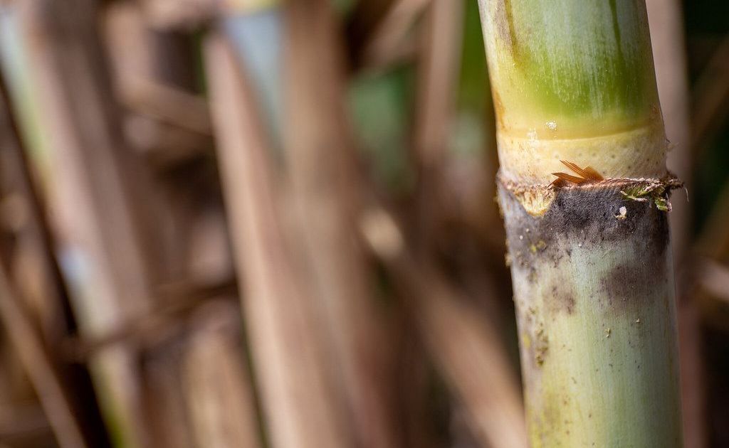 Preço futuro do açúcar sobe em Nova York com preocupações com El Niño