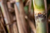 Preço futuro do açúcar sobe em Nova York com preocupações com El Niño