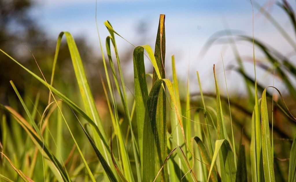 Açúcar sobe em Nova York com preocupações sobre efeitos do El Niño