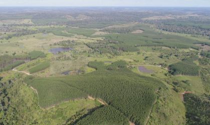 MG tem a maior floresta plantada do país