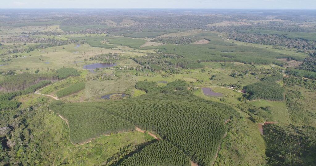 Minas Gerais reforça protagonismo na agenda climática em evento carbono