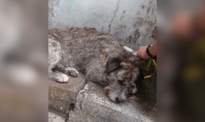 Spike foi agredido por pelo menos 4 pessoas, entre os dias 1º e 4 abril