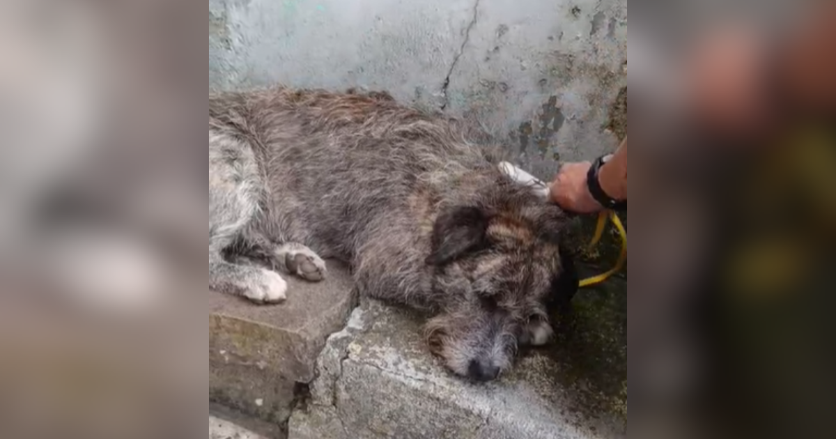 Cão comunitário é agredido duas vezes em três dias no RS