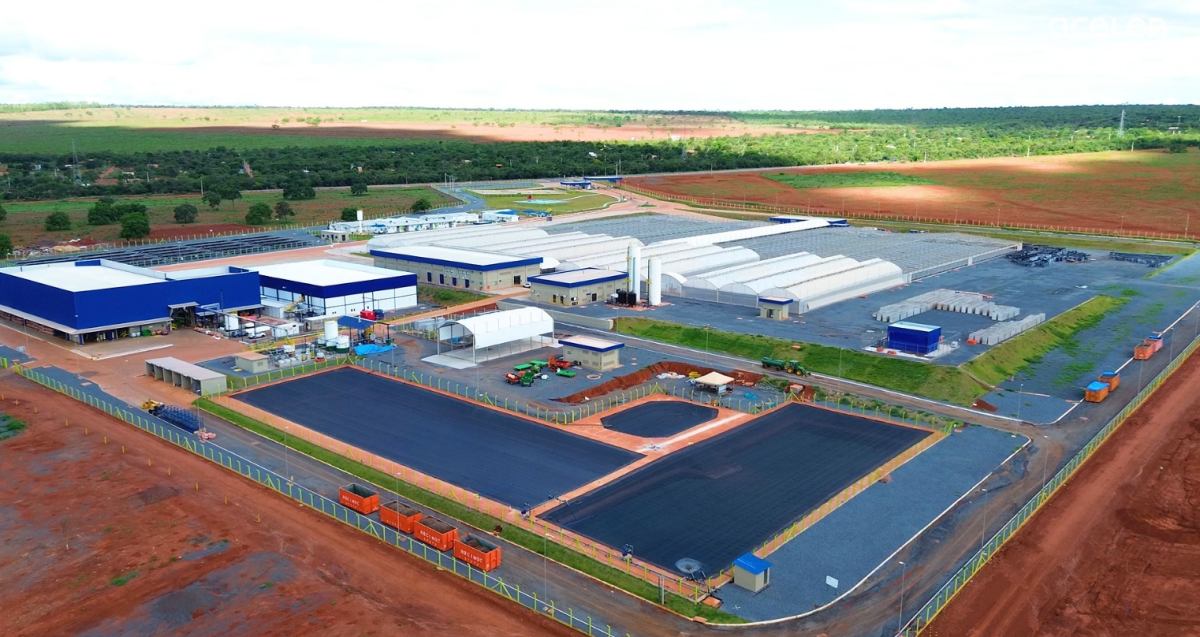 Acelen faz parceria com setor aéreo em projeto bilionário de SAF de macaúba
