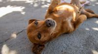 Cachorro caramelo vira raça no México e brasileiros se indignam: "Guerra"