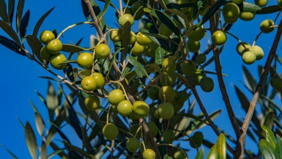Colheita de oliva mira 1º milhão de litros de azeite no Brasil