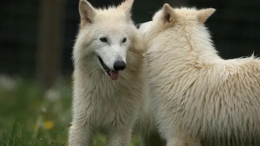 Dois filhotes geneticamente modificados para se assemelharem ao lobo-terrível • Biociências Colossais