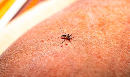 Aedes Mosquito - Deadly Disease Vector In India