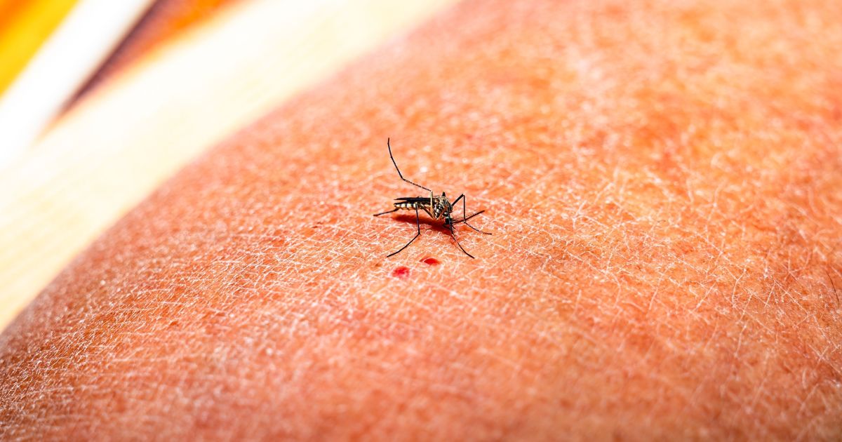 Febre amarela: o que é e quais os principais sintomas