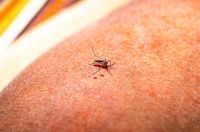 Febre amarela: o que é e quais os principais sintomas