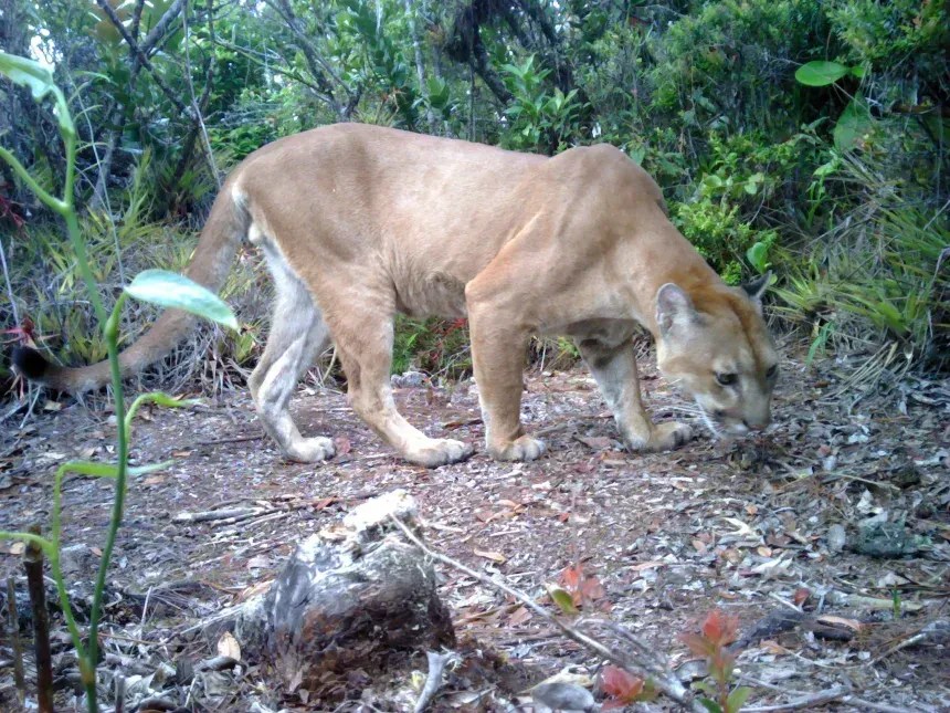 Uma puma foi detectada por armadilhas fotográficas na Serra de Merendón, em Honduras, em 2017, pela primeira vez após 17 anos de monitoramento. Desde então, houve vários outros avistamentos • Pantera Honduras