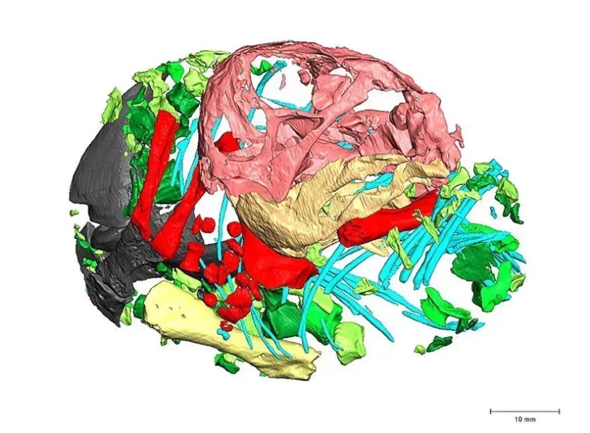 Reconstrução em 3D do esqueleto de um embrião de Lystrosaurus • Julien Benoit