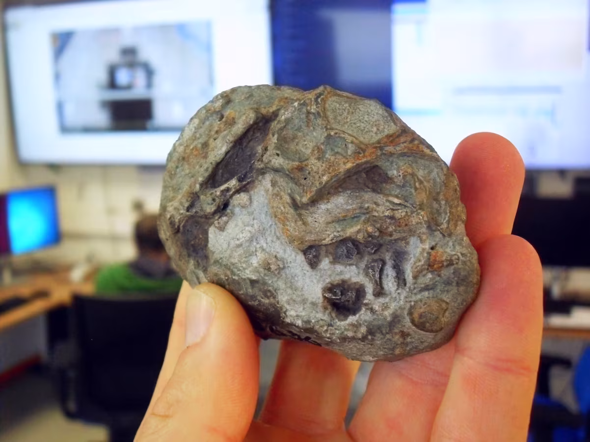 Fóssil de 250 milhões de anos prova que ancestral de mamífero colocava ovo