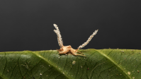 Fungo parasita que transforma aranha em "zumbi" é descoberto em MG