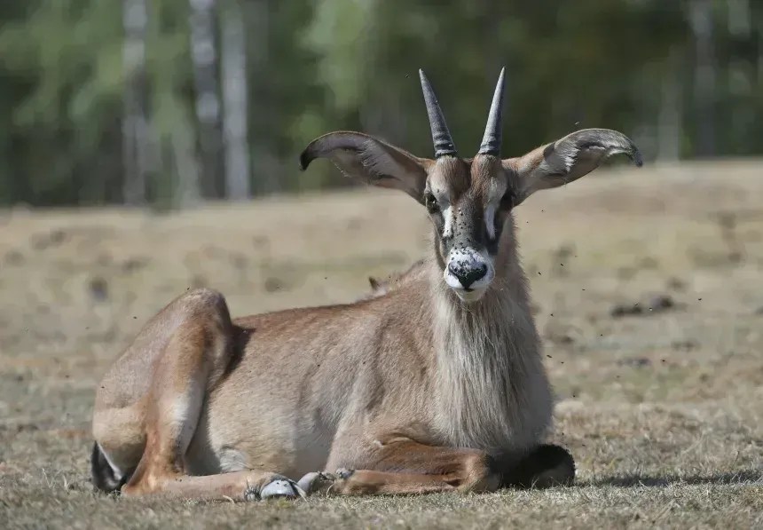 Um antílope-ruão fotografado em um parque de vida selvagem belga, em 2018. A espécie é geneticamente próxima do antílope-azul e está sendo usada como modelo genético pela Colossal Biosciences. • John Thys/AFP via Getty Images