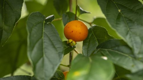 Guabiroba é um fruto nativo da Mata Atlântica