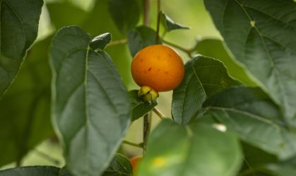 Guabiroba é um fruto nativo da Mata Atlântica