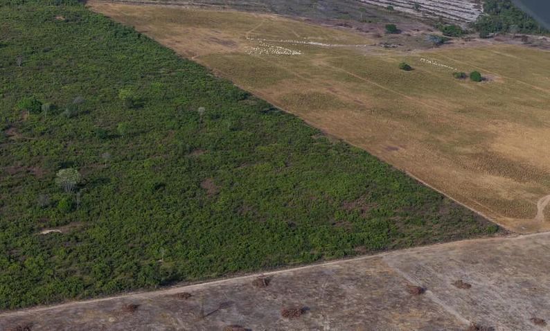 Amazonas tem maior número de terras indígenas sob pressão do desmatamento