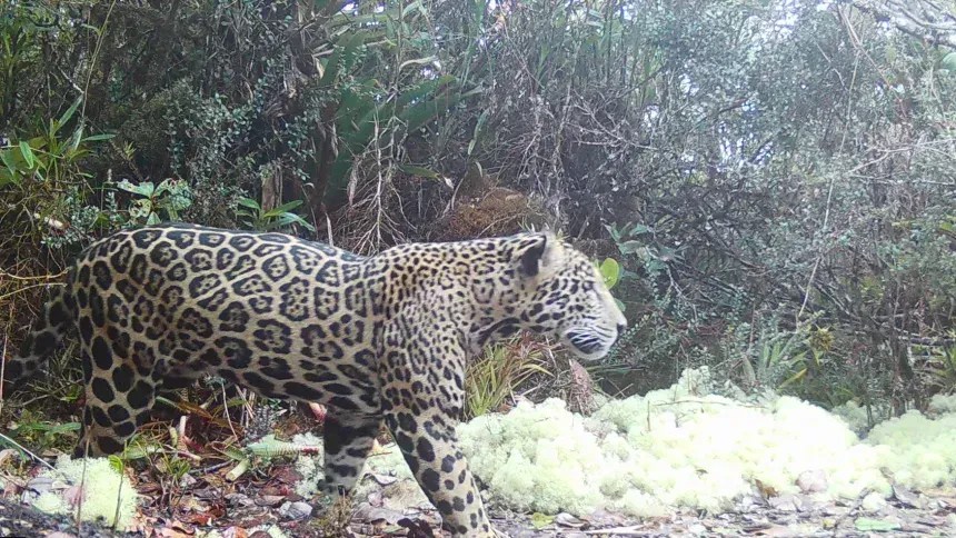 Um jovem jaguar macho foi fotografado na Serra del Merendón, em Honduras, no dia 6 de fevereiro de 2026. Este foi o primeiro avistamento de um jaguar na região em uma década • Pantera Honduras