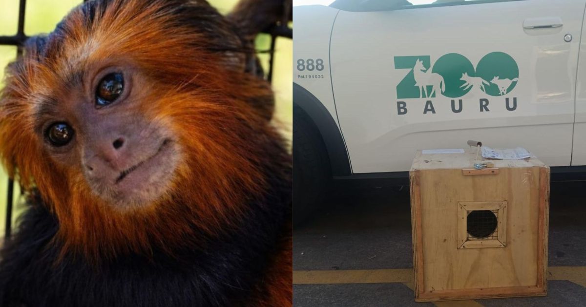 Zoo de Bauru recebe um mico-leão-de-cara-dourada como novo morador