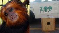 Zoo de Bauru recebe um mico-leão-de-cara-dourada como novo morador
