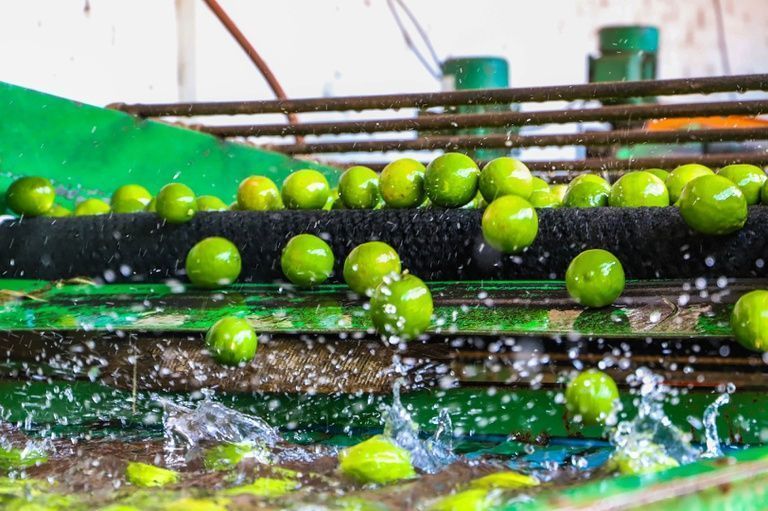 Missão cubana avalia frutas brasileiras para importação