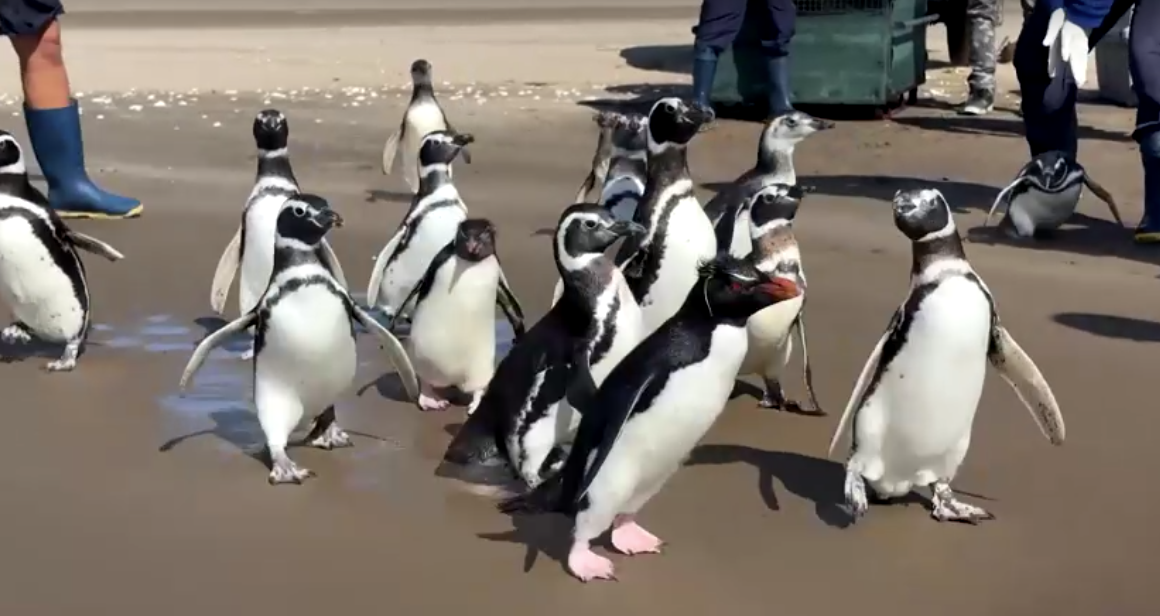 pinguins-reabilitados-na-argentina