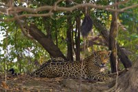 "Onça-pintada das nuvens" é visto pela primeira vez em 10 anos em Honduras