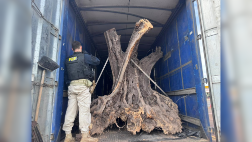 Ao vistoriarem o compartimento de carga, os policiais localizaram árvores de grande porte, com troncos retorcidos e características típicas de exemplares centenários