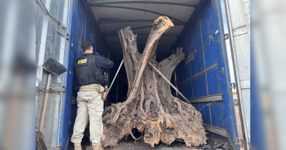 PRF apreende oliveiras centenárias contrabandeadas da Argentina no PR