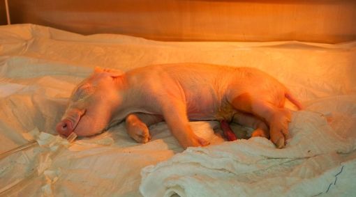 Cientistas brasileiros criam primeiro suíno clonado para xenotransplante na região