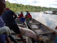Projetos de carbono estruturados fortalecem bioeconomia na Amazônia