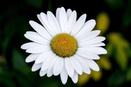 Qual-sua-flor-de-aniversário
