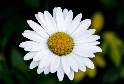 Qual sua flor de aniversário? Conheça a espécie que rege cada mês
