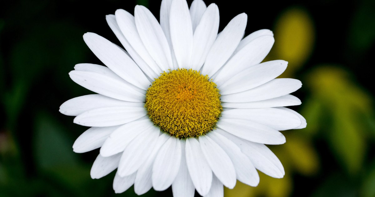 Qual sua flor de aniversário? Conheça a espécie que rege cada mês
