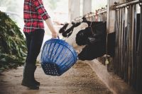 Os preços pagos ao produtor de leite sobem pelo segundo mês consecutivo