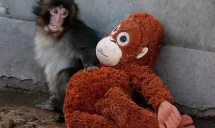 1-macaco-punch-foto