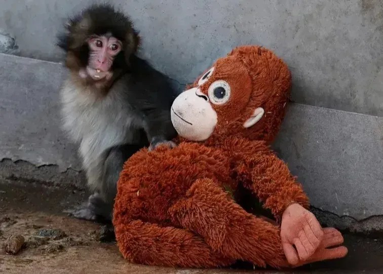 Macaco Punch: animal teve jaula invadida por cidadãos norte-americanos