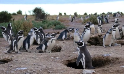 1-penguin-colony-2-c-ralph-vanstreels-uc-davis