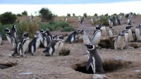 Pinguins ajudam a rastrear 'substâncias químicas eternas' na Patagônia