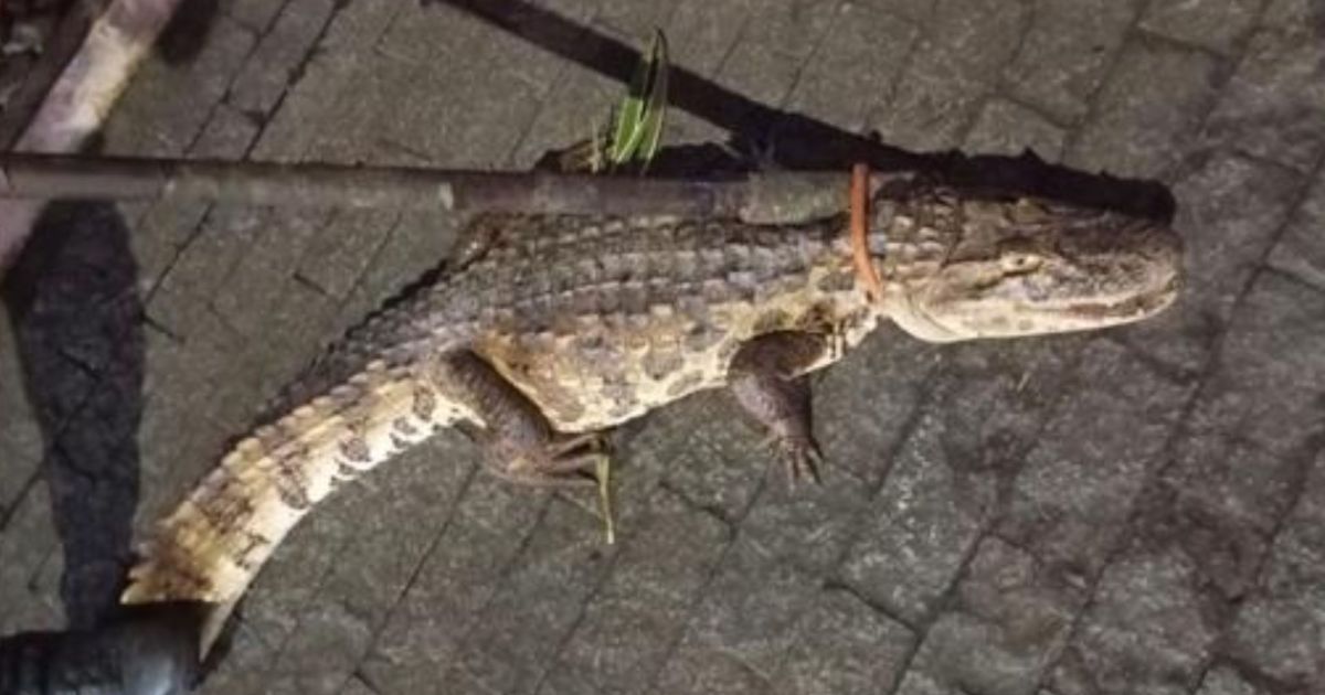 Jacaré é resgatado após “invadir” condomínio no Recife