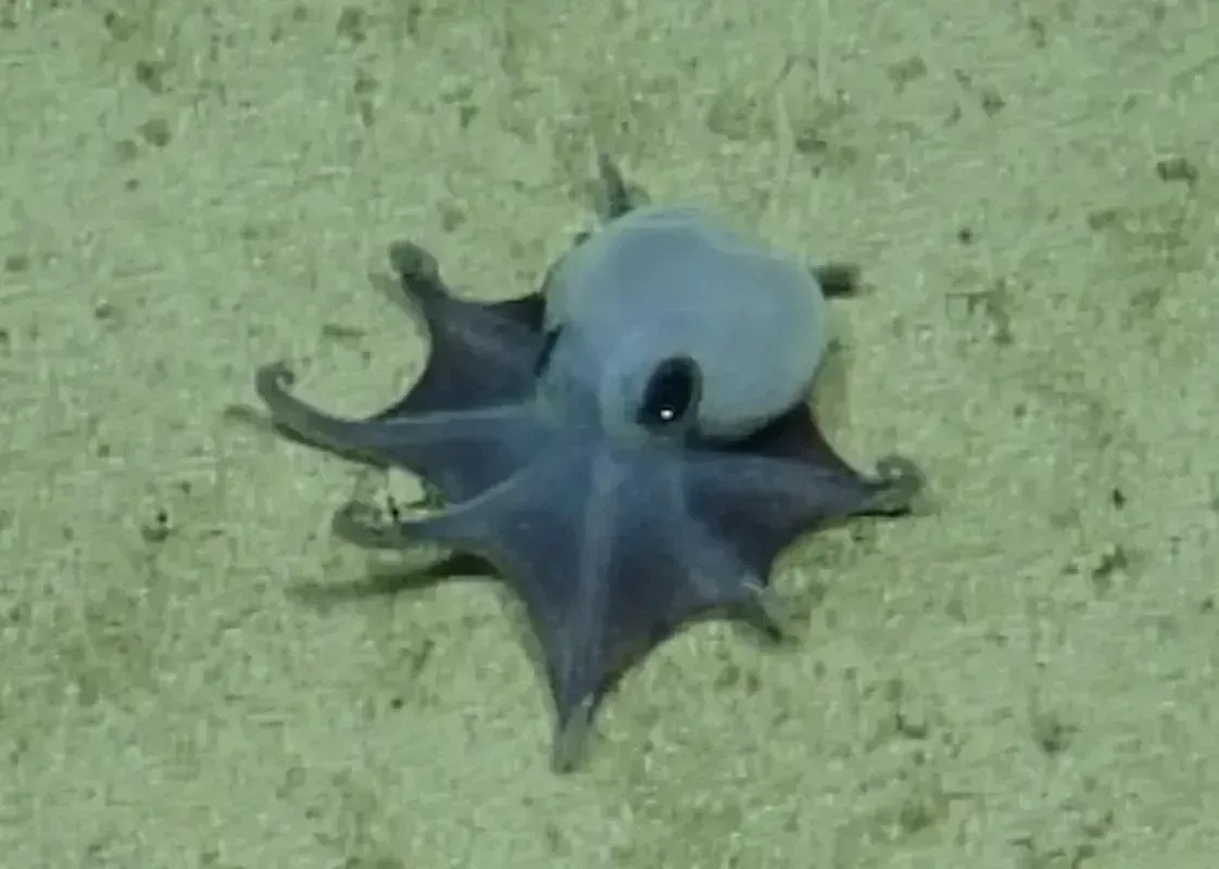 Polvo azul é descoberto nas Ilhas Galápagos
